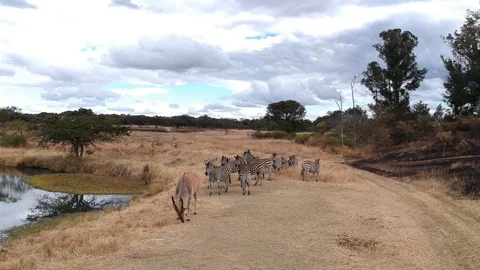 African animals Video stock 104987677