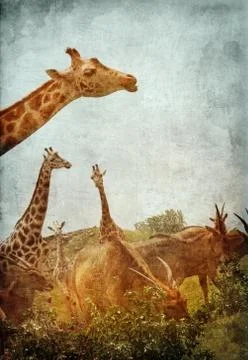 African Animals Stock Illustration