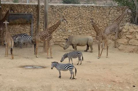 African animals Stock Photos