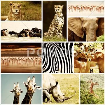 African animals safari collage Stock Photos