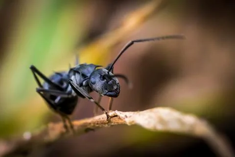 African ant Stock Photos