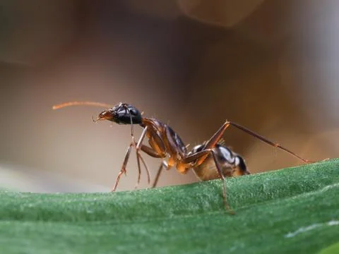 The African ant - working Stock Photos