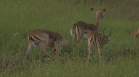 African Antelope Stock Footage 23018154