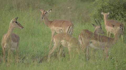 African Antelope Stock Footage 23018201