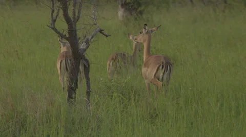 African Antelope Stock Footage 25217431