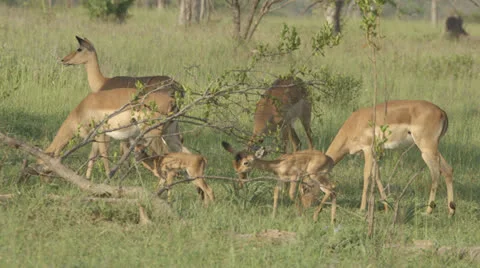 African Antelope Stock Footage 25219214