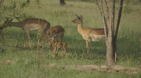 African Antelope Видео 25219318