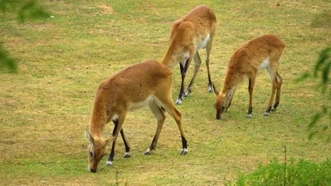 African antelope grassing  Stock Footage 254121758