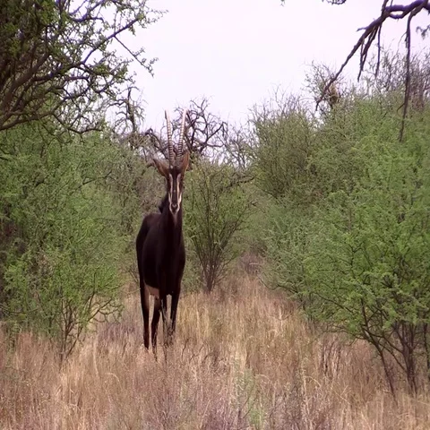 African Antelope - Sable Turning. Stock Footage 69592530