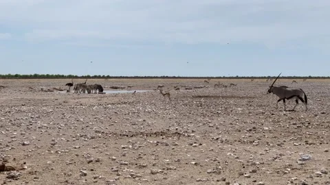 African antelopes move through the wilderness of Etosha National Park, Africa Stock Footage 198669418