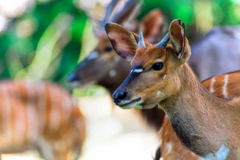 African Antelopes Stock Photos