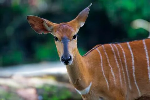 African Antelopes Stock Photos