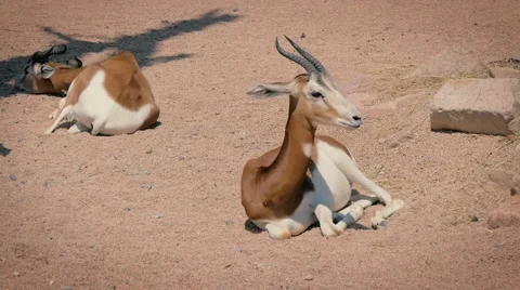 African antelopes resting Stock-Footage 66269715