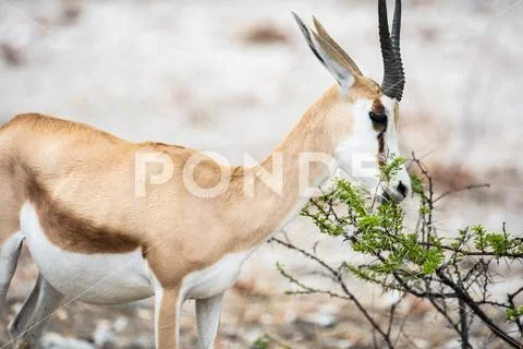 African Antilope Eating Stock Photos