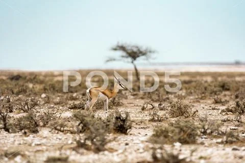 African Antilope Landscape Stock Photos