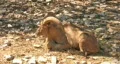 African Aoudad laying down in rocks HD HD Footage