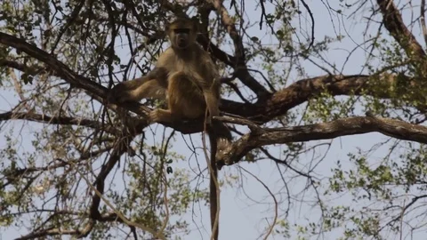 African baboon on a branch Video stock 81483734