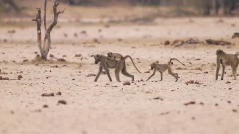 African Baboon Monkey Stock Footage 290953282