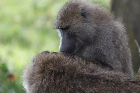 African Baboons Stock Photos