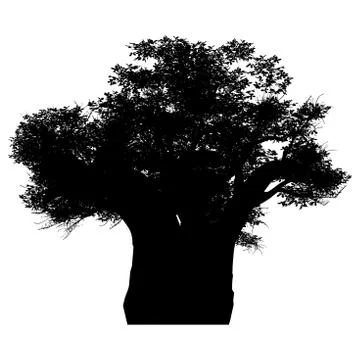African baobab イラスト素材