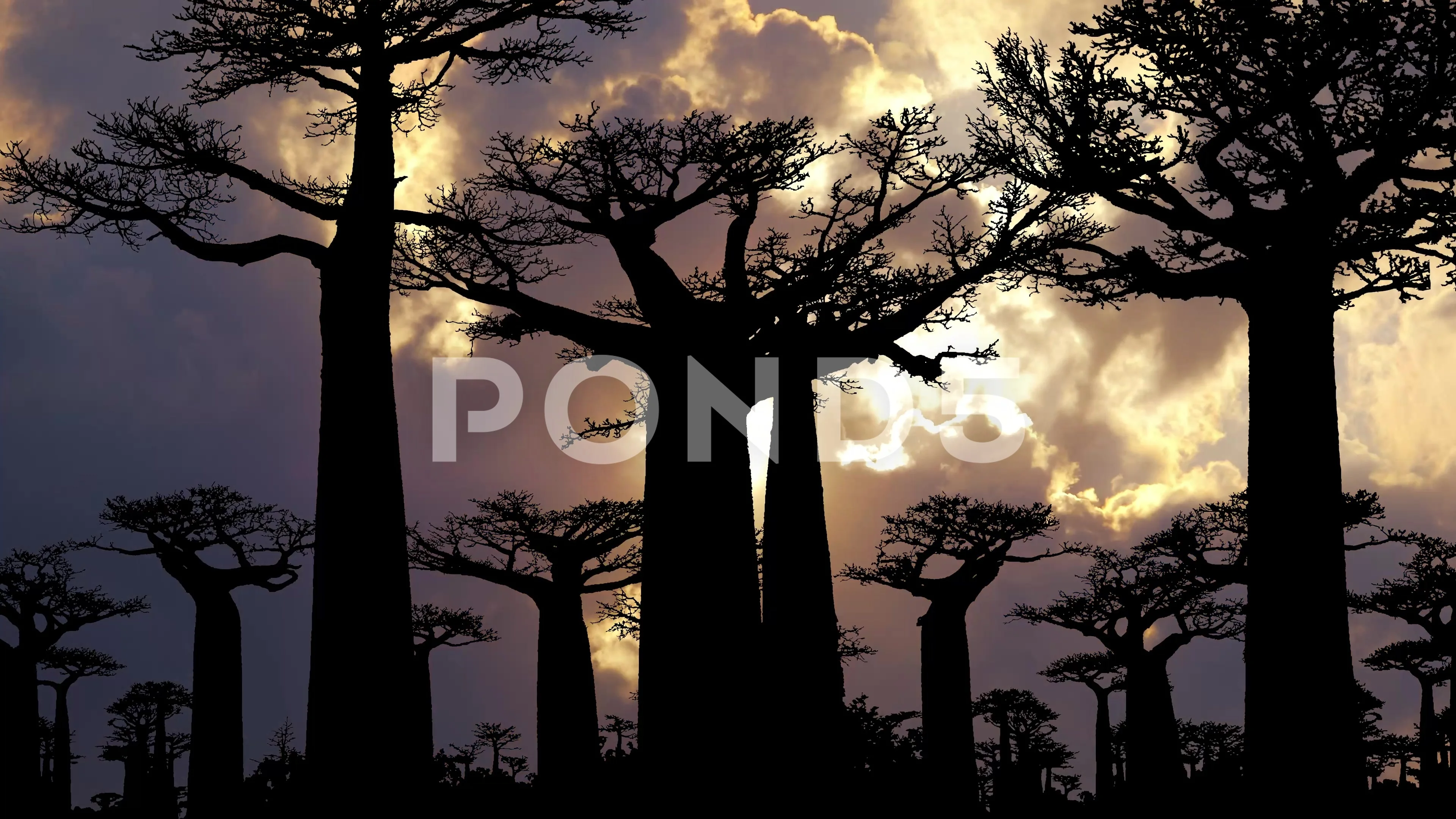 Baobab Tree Silhouette RARE LIVE PLANT 3ft Baobab African Adonsonia baobab-tree-silhouette-rare-live-plant-3ft-baobab-african-adonsonia