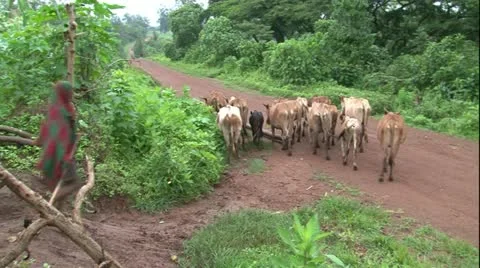 African bare foot sheperd boy walking down dirt road with cow herd and dog Stock Footage