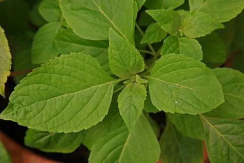 African basil or wild basil Foto stock