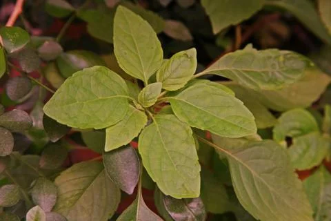 African basil or wild basil Stock Photos