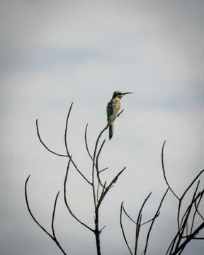 African bee eater sitting on leafless tree looking into distance against cloudy 写真素材