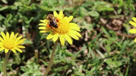 African bee Stock Footage 55630008