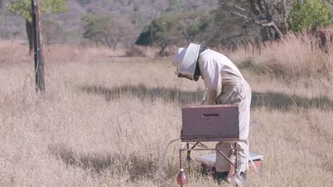 African bee keeper working on a busy bee hive Stock Footage 84263522