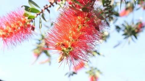 African bees pollinating a red flower Callistemon Citrinus Stock Footage 138978186