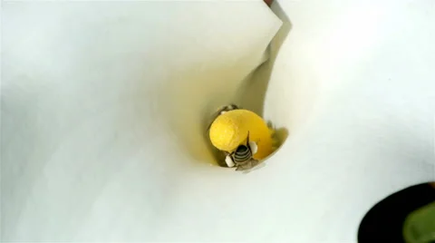 African bees pollinating a white Lilly Stock Footage 53219219