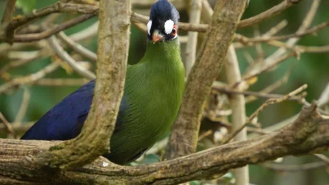 African bird on a branch Stock Footage 268742845