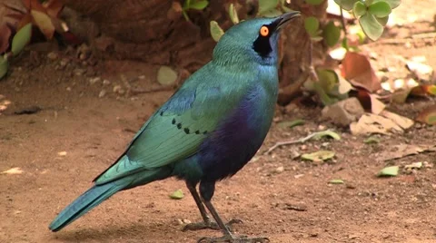 African bird Stock Footage 8571887