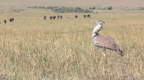 African Bird Stock Footage 62795099