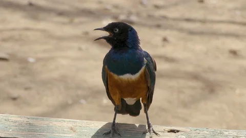 African Bird 動画素材 116167314