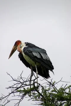 African bird Stock Photos