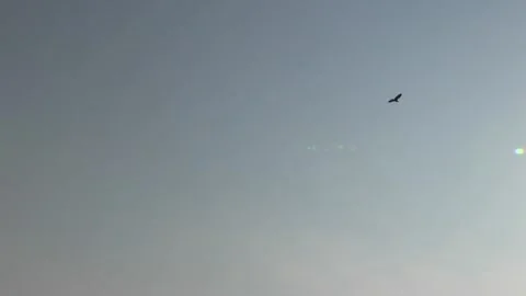 African birds fly in sun rays. Moremi National Park, Botswana. Stock Footage 130246905