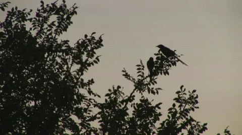 African birds Stock Footage