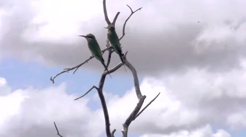 African Birds Stock Footage 43013955