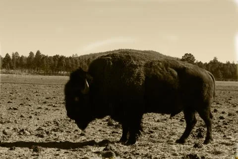 African Bison Stock Photos