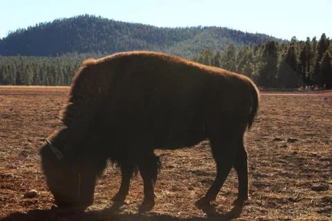 African Bison Stock Photos