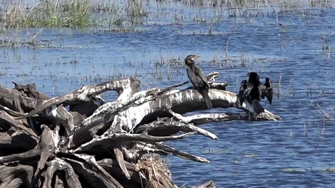 African Black Crows 01 Video stock 83225208