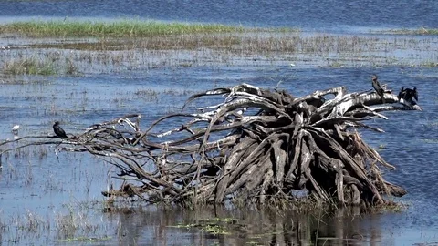 African Black Crows 02 Video stock 83225148