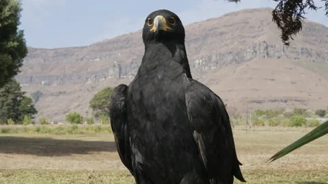 An African Black Eagle against a backdrop of the Drakensberg mountains Stock Footage 205448941