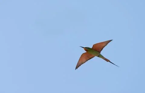 African Blue-cheeked Bee-eater, Merops persicus chrysocercus Stock Photos