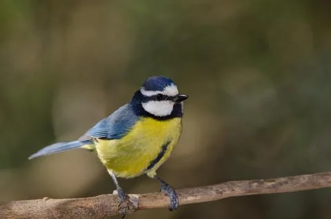 African blue tit. Foto stock