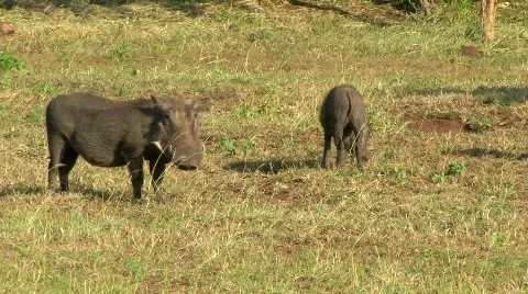 African Boar Stock Footage 797954