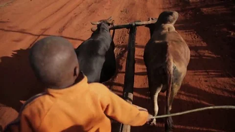 African boy on a wagon Stock Footage 69208076